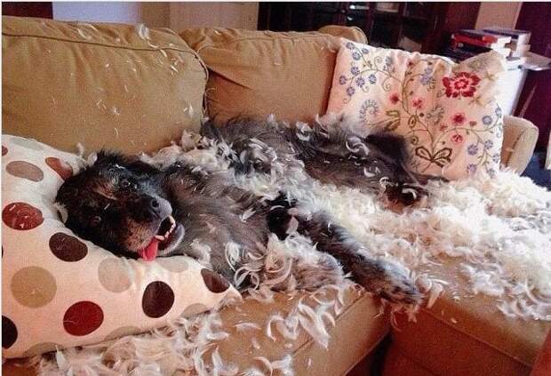 Когда им скучно Когда им скучно животные, факты, юмор