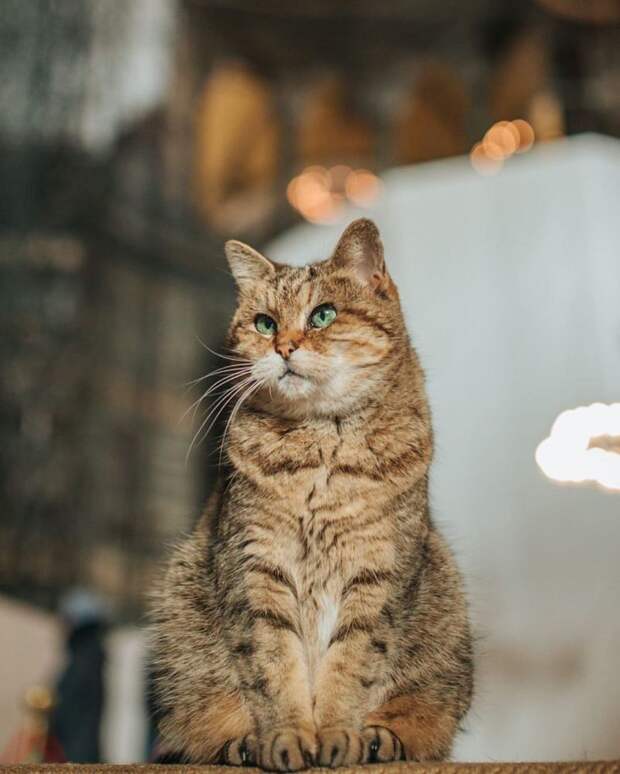 11 милых фото кота, который живет в мечети Святой Софии