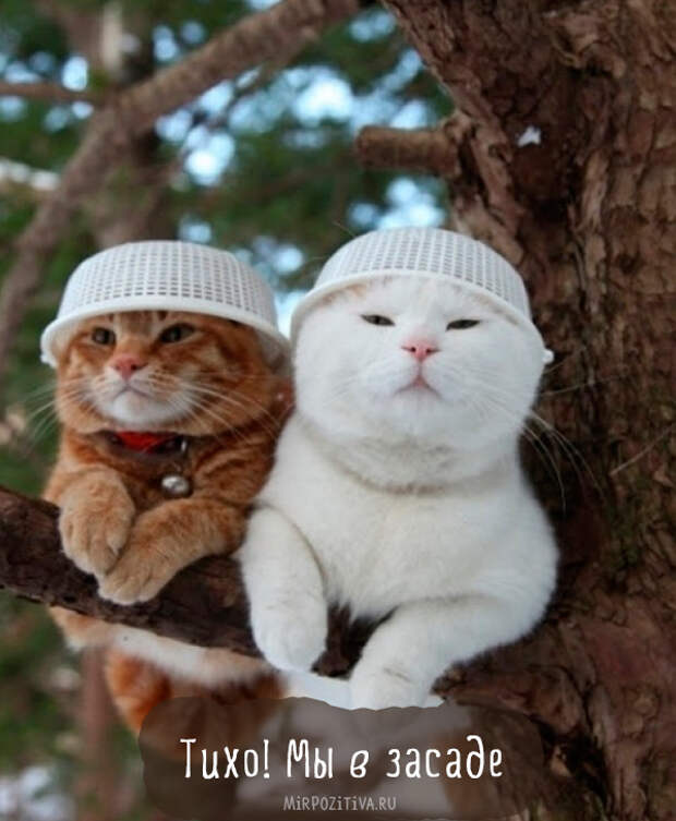 две кошки на дереве две кошки на дереве
