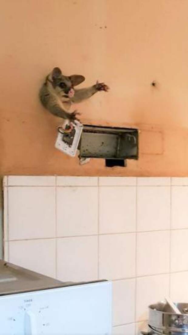 Как Винни-Пух: в Австралии опоссум застрял в стене дома