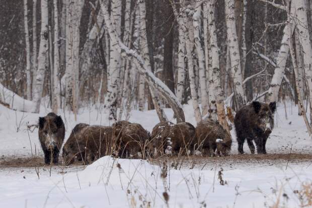 Охота: главные события 2025