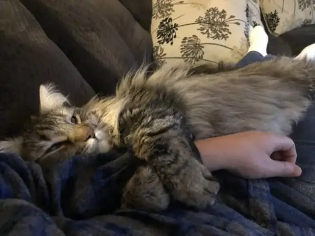 Фото доказательства, которые показывают, что животные на 99 % состоят из любви