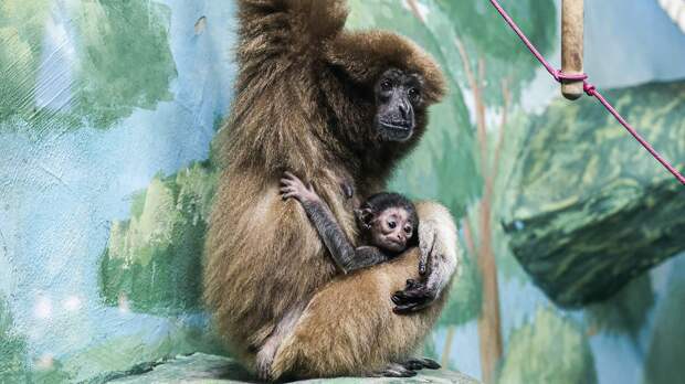 В семье белоруких гиббонов в зоопарке пополнение