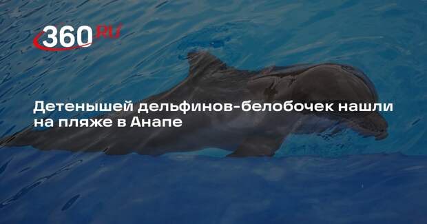 Детенышей дельфинов-белобочек нашли на пляже в Анапе