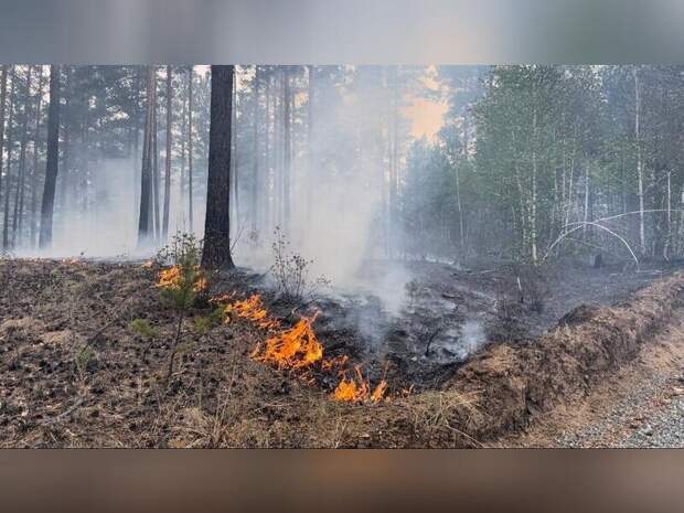 Прокуратура добилась выплаты пострадавшим от лесных пожаров