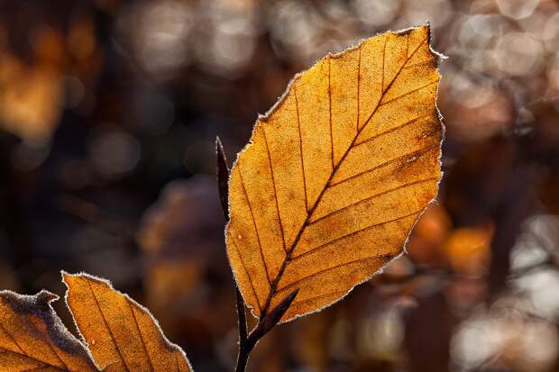 Лист. Фото:pixabay.com