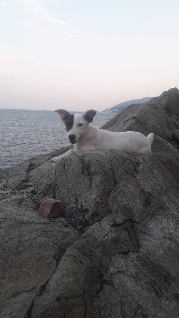 пес нашел дом собака на море