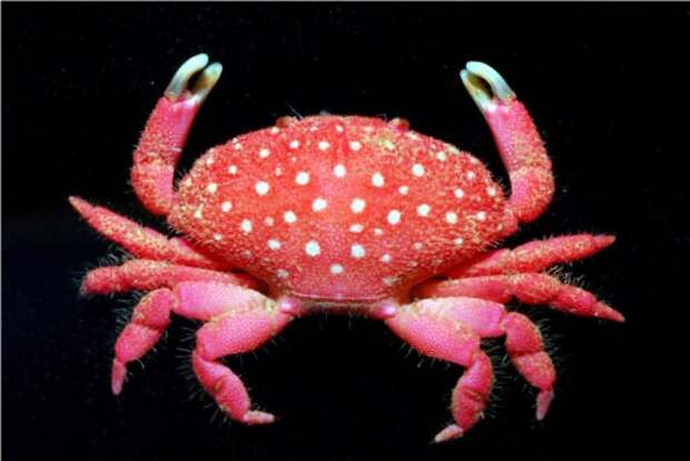 Клубничный краб (англ. Strawberry crab)