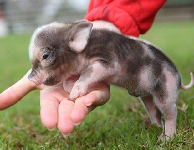 Little-Porker