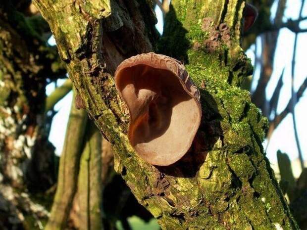 Уши. Аурикулярия уховидная или Иудины уши ( Auricularia auricula-judae) — съедобный гриб семейства аурикуляриевых. Уши. Аурикулярия уховидная или Иудины уши ( Auricularia auricula-judae) — съедобный гриб семейства аурикуляриевых.