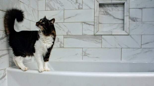 Зачем кошки стремятся зайти в ванную, если очень боятся воды