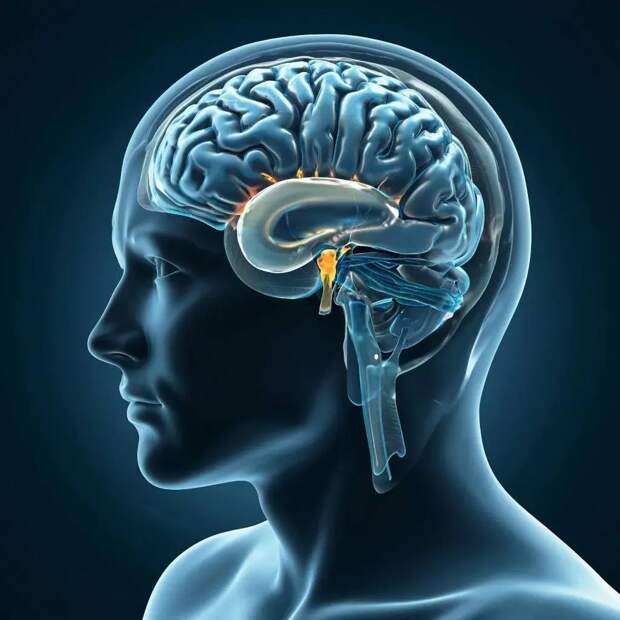 Исследование головного мозга и гипофиза методом МРТ с применением контраста