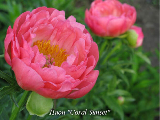 Coral_Sunset