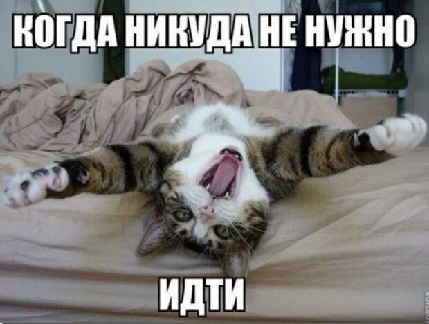 Субботний котопост коты, кошки, приколы с котами., смешные коты