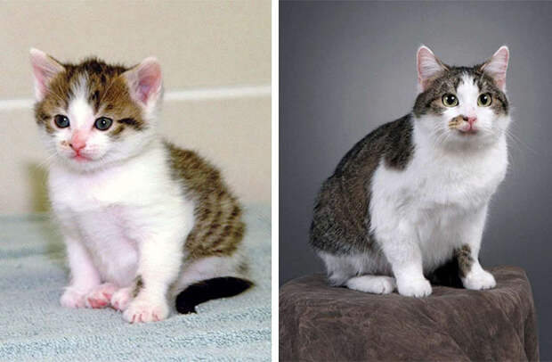 Си-Си (CopyCat): котенок и взрослая кошка