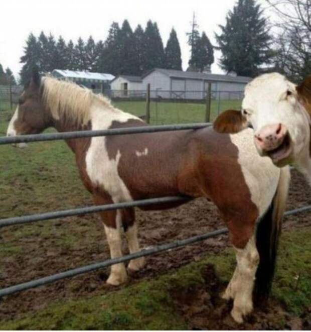 Приколы Приколы