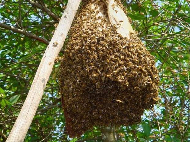 В каждом пчелином улье живут 20 — 60 тысяч пчел. Пчелиная матка откладывает почти 1500 яиц в день и живет до двух лет. Трутни, единственная работа которых, помогать матке, живут до 24 дней и не имеют жала. животный мир, информация, юмор