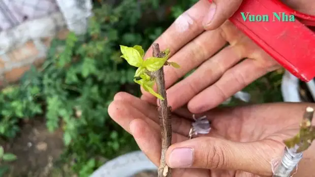 Как вырастить 5 разноцветных цветов на одном кусте. Соседи обзавидуются