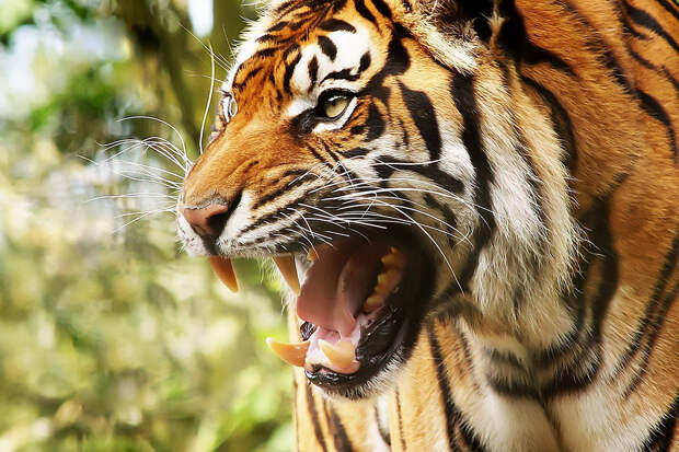 Хищник растерзал мужчину на лесной дороге