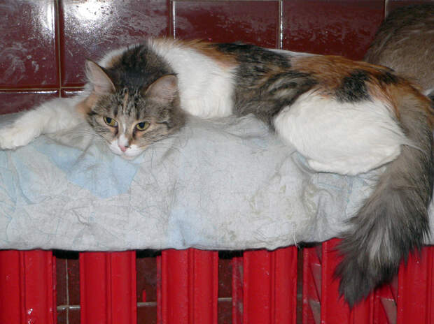 Назван регион России с круглогодичным отоплением