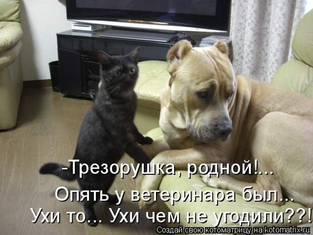 Лучшие котоматрицы недели (50 фото)