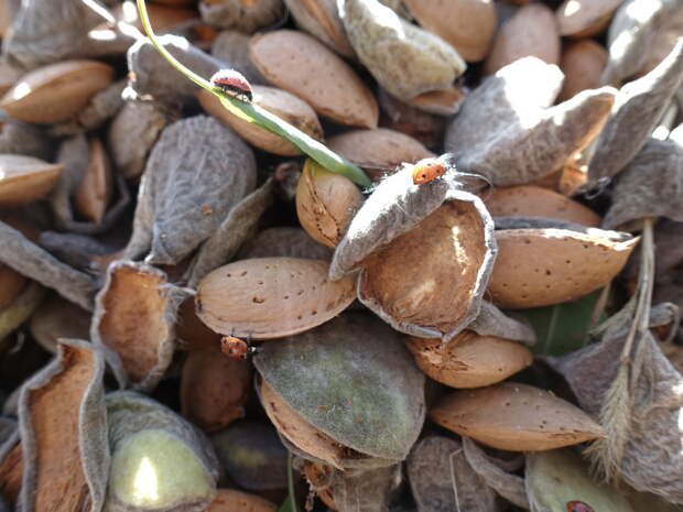 Крымские аграрии планируют собрать 900 тонн орехов