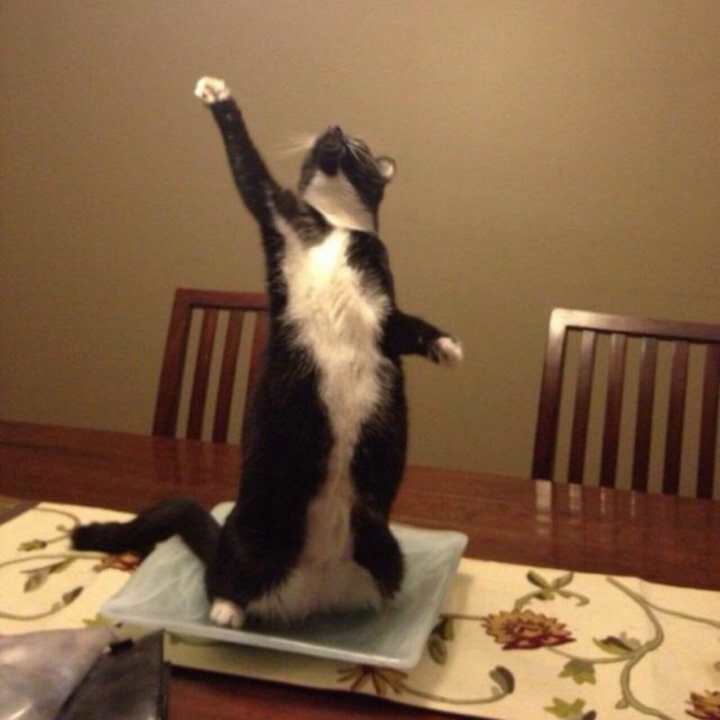 Субботний котопост коты, кошки, приколы с котами., смешные коты