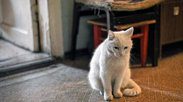 Волонтер рассказала об условиях жизни запертых в квартире в Москве кошек