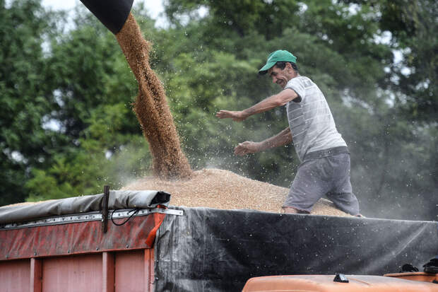 Минсельхоз: запрет Турции на импорт пшеницы не ударит по РФ