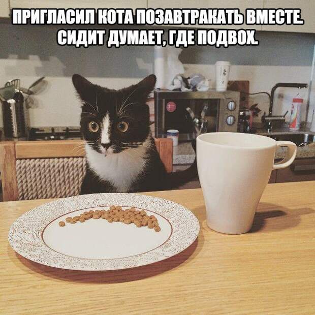 Забавные картинки и прикольные фото с надписями из нашей жизни