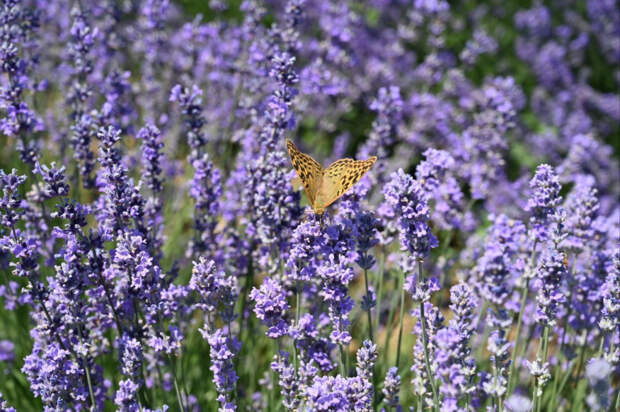 Уголок прованса: как вырастить лаванду из семян