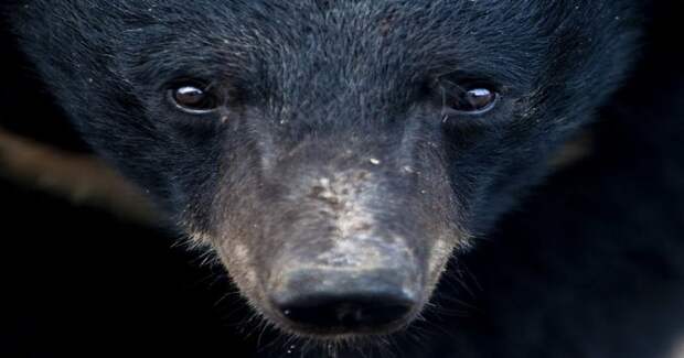 Медведь несколько лет прожил в тесной клетке и наконец получил свободу видео, животные, медведь