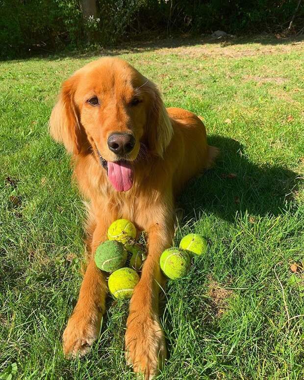 Финли - собака, которая побила мировой рекорд по количеству теннисных мячей во рту