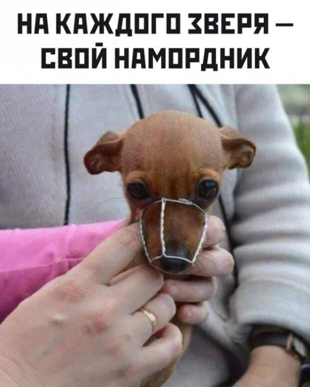 Весёлые