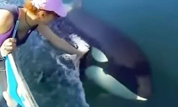 Косатка приплыла к лодке людей и позвала за собой в соседний залив: видео очевидцев