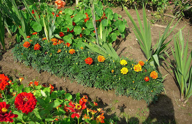 Растения-пестициды на защите сада и огорода