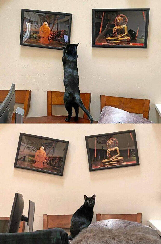 Домашние животные нарушили уют, но ни о чём не жалеют