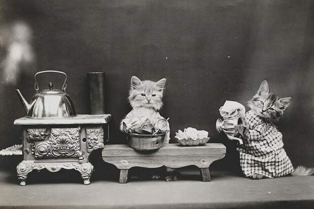 Очаровательные винтажные кошки, которые докажут, что коты правили миром во все времена кошки, прекрасное, фотографии