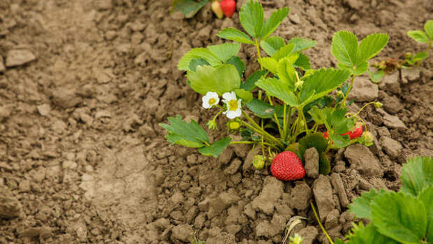 Урожай ведрами: чем подкормить клубнику и голубику весной, чтобы ветки гнулись от ягод