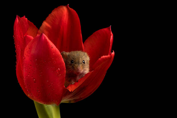 Мыши в тюльпанах