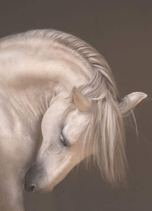 Великолепная белая андалузская лошадь, Natascha Meijndershagen