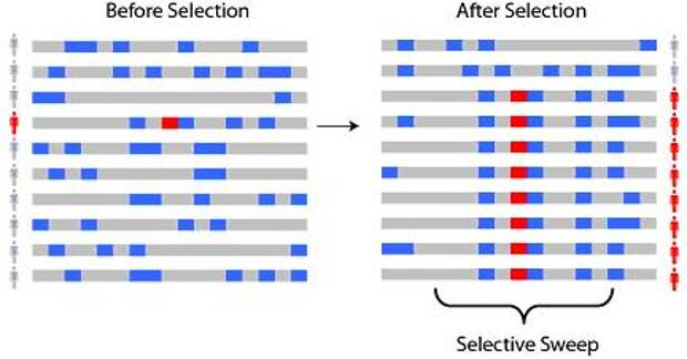 A selective sweep | World Library of Science