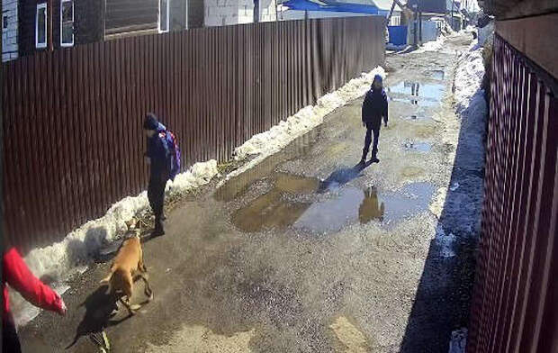 Видео нападения на чибиса. Бультерьер нападение на людей. Собака в Пензе нападает на людей. В Пензе собака покусала 7 человек. Видеонаблюдение собака.