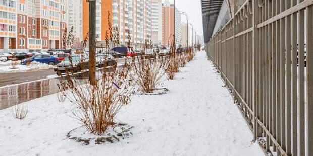 В ноябре и в декабре в Нерасовке уже высадили свыше 2400 растений / Фото: mos.ru