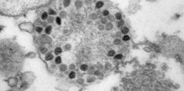 Процесс мутации коронавируса не замедляется – и новый подвид омикрона это доказывает