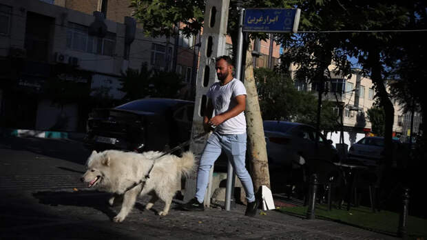 Власти Ирана запретили выгуливать собак в 20 городах