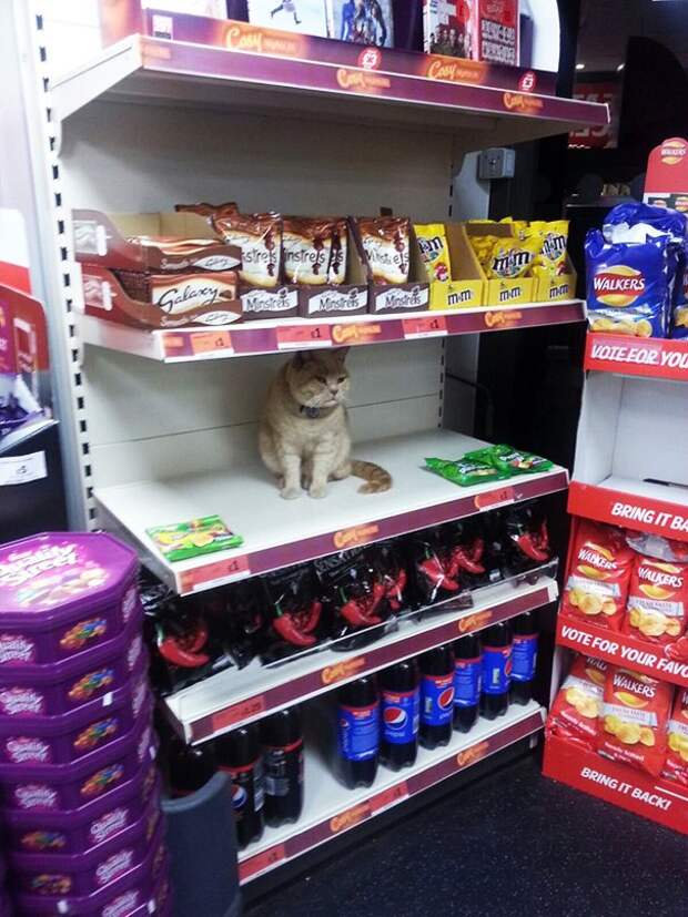 Без кота и жизнь не та