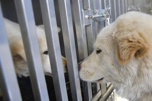 Десятки собак волонтеры спасли с мясной фабрики в Южной Корее