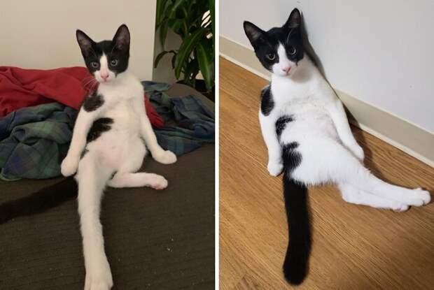 Кошки, которые научились вести себя как люди