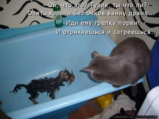 Лучшие котоматрицы недели (50 фото)